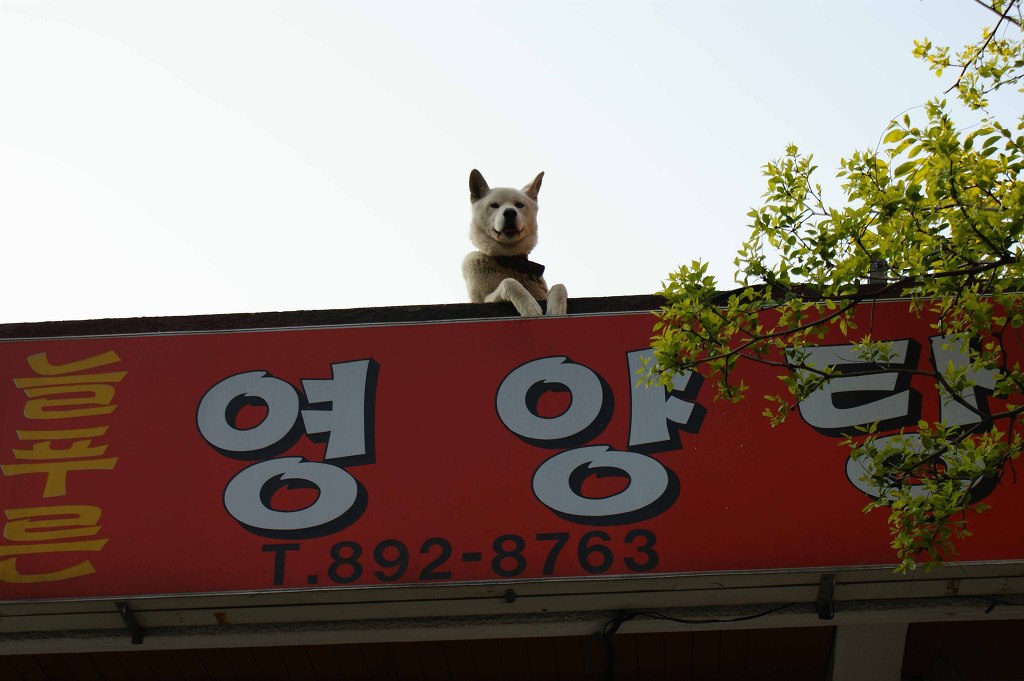 [말복 특집] 보신탕용 개 사육 농장의 현실과 개선책