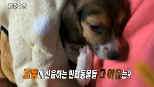 형식적으로만 존재하는 “동물보호법”