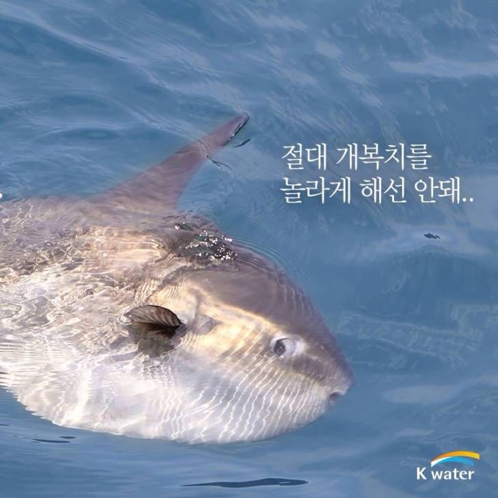 개복치 돌연사 개드립 모음
