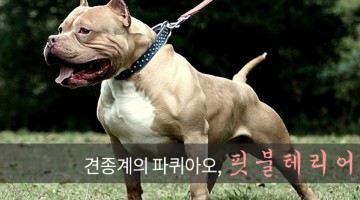 남자들의 견종을 소개한다 (3): 절대적 상남자 핏불테리어 ①