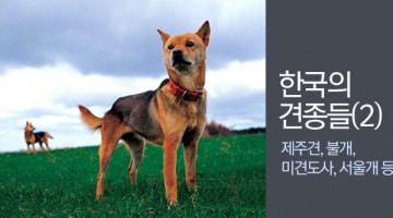 한국의 견종들 2