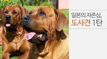 남자들의 견종을 소개한다 (4): 대인배 도사견 ①