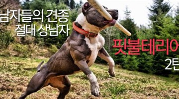 남자들의 견종을 소개한다 (3): 절대적 상남자 핏불테리어 ②