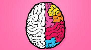 ‘좌뇌형과 우뇌형’, 과연 사실일까?