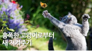 고양이로부터 새를 보호하는 방법