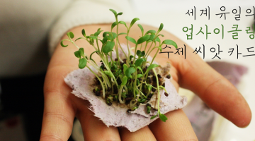 물 뿌리면 새싹이 돋아나는 신기한 카드