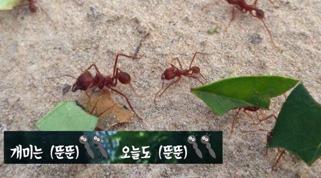 곰팡이를 재배하는 가위개미