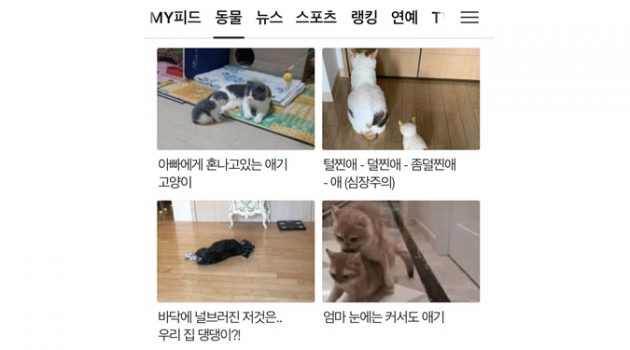 “SNS에서 제 반려동물을 무료로 전시합니다”