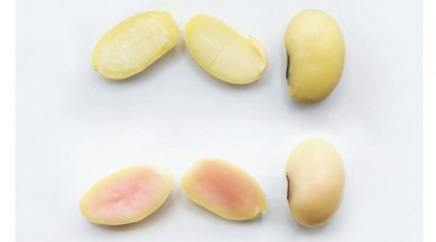 콩고기 대신 ‘진짜 고기 맛’이 나는 콩 등장?!