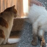 우리나라 전통주 양조장의 고양이를 찾아서